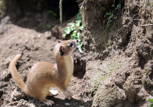 为何老祖宗说黄鼠狼不可以杀?科研结果表明,果然真的不能杀