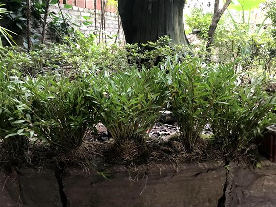 石斛生态园图片大全,重庆大足石斛基地