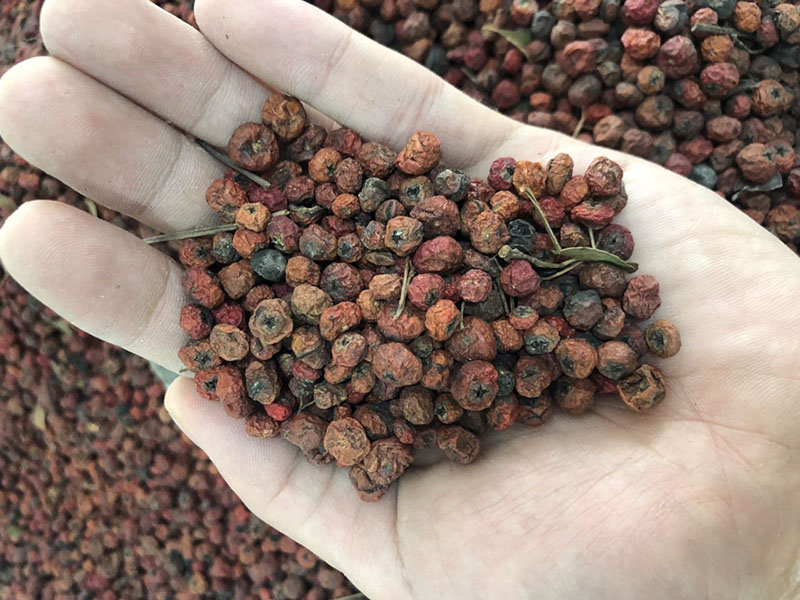 火棘种植方法和时间,火棘种植方法和注意事项