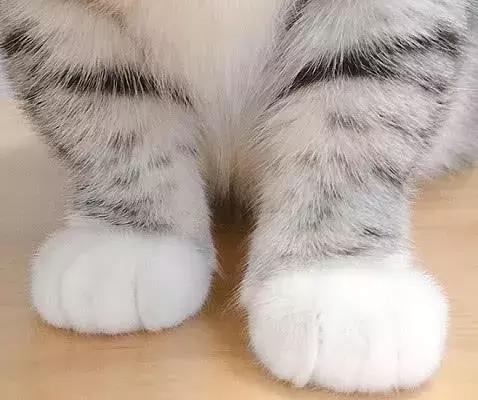 网友哭了：抓破沙发、抓坏窗帘，猫咪为什么那么喜欢到处磨爪子？