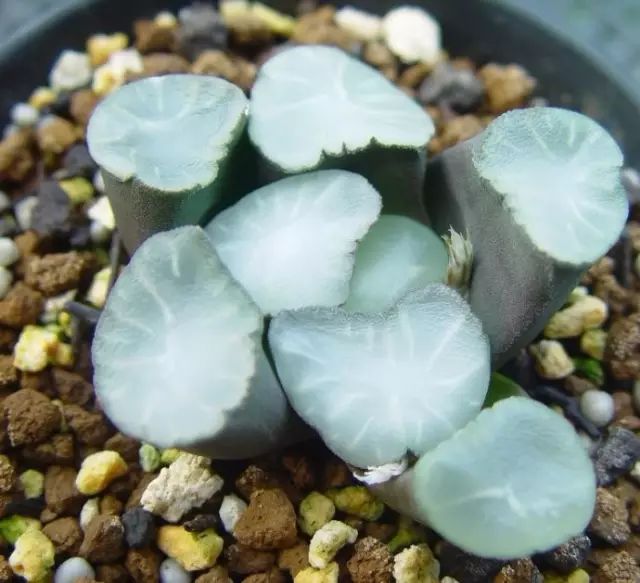 水晶的多肉植物有哪些品种,像水晶的多肉植物图片