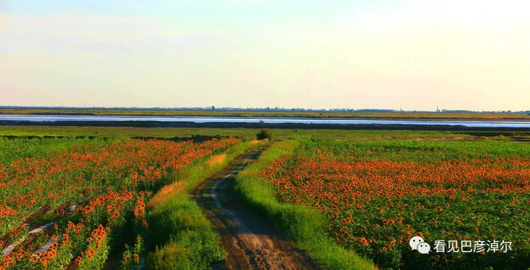 内蒙古巴彦淖尔有多美,巴彦淖尔有多美