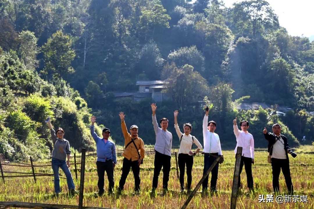 南糯山拔玛寨茶的特点,南糯山拔玛茶介绍