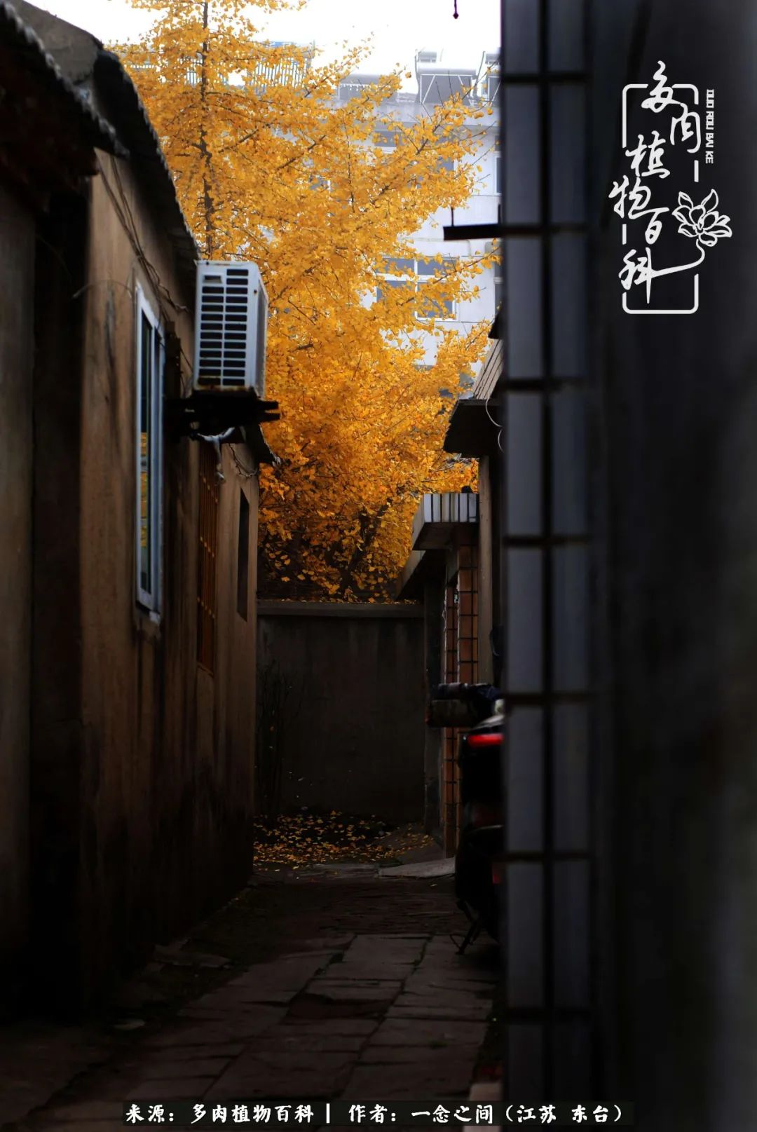 一见多肉误终生,一见多肉误终生从此入了养花坑