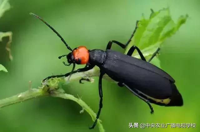 蔬菜地下害虫的最佳防治方法,防治蔬菜害虫用小苏打和白醋怎样