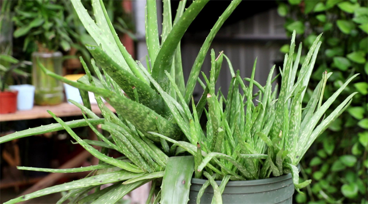 去除甲醛的植物除了绿萝还有什么,室内吸甲醛净化空气的植物大全