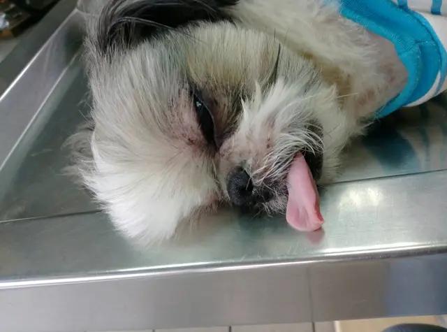 宠物狗绝育需要注意什么,宠物狗需要绝育吗