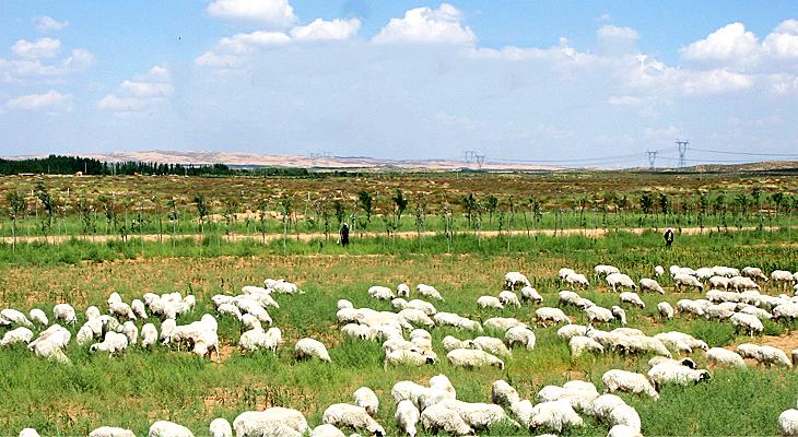 羊肉有膻味好还是没膻味好,做好的羊肉膻味太重怎么补救