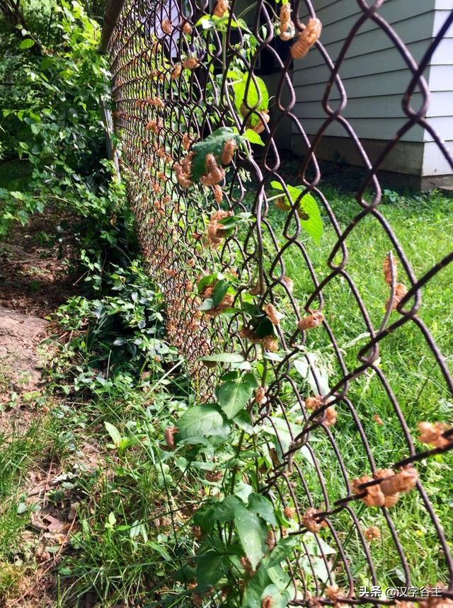 寻蝉记——“蝉”之人文意象与自然习性