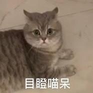 虎斑暹罗的鼻子是什么颜色的,虎斑暹罗猫咪多少斤需要减肥