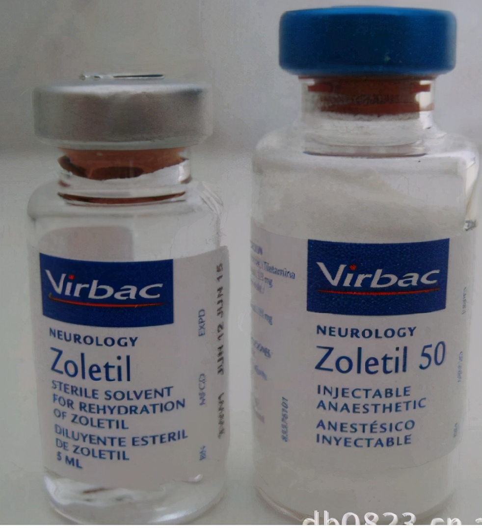 如何给猫打针教程,怎么给猫打针最简单