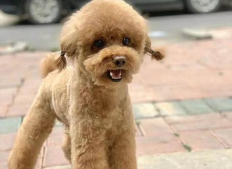 想养泰迪这6个缺点你可得想好了,新手别养泰迪六大原因