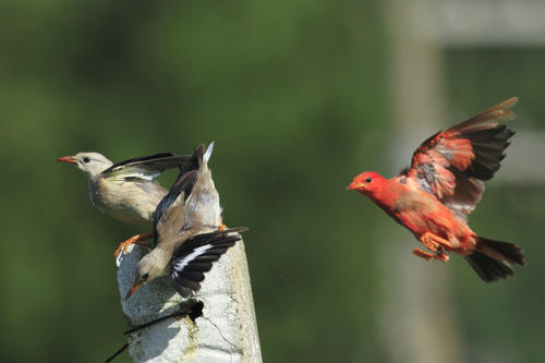 鸟儿放生抖音最火版,放生鸟最好在什么时候放生
