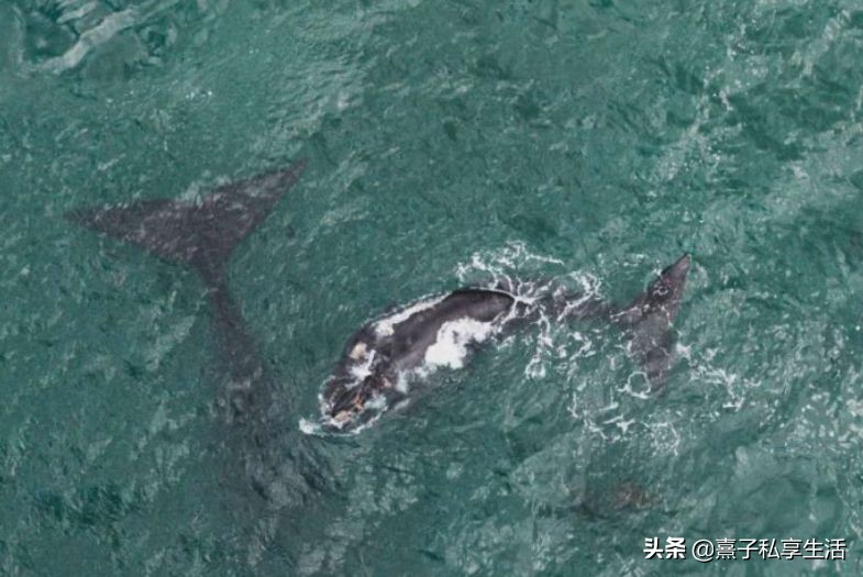 环游世界情侣,环游世界夫妻赚了十个亿