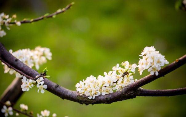 李花的唯美诗句,李花诗词大全100首
