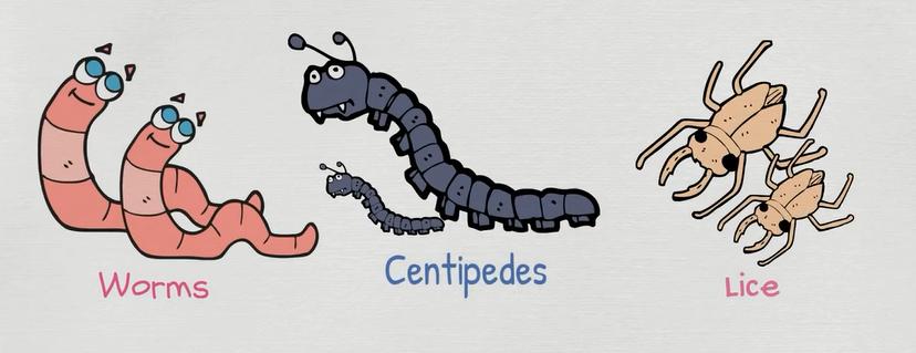 常见动物英语词汇大全,英语常见词汇大全表