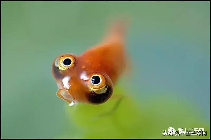 各种金鱼欣赏,金鱼鉴赏