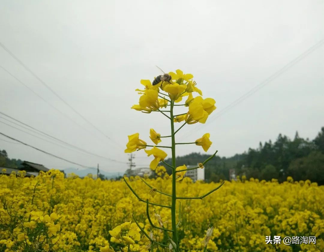 2月看油菜花3月看樱花,去城里看樱花去农村看油菜花