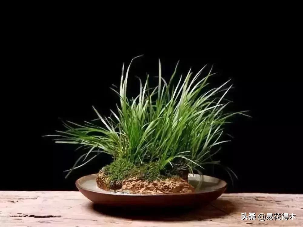 赞美菖蒲盆景的诗句,盆景诗词经典赏析