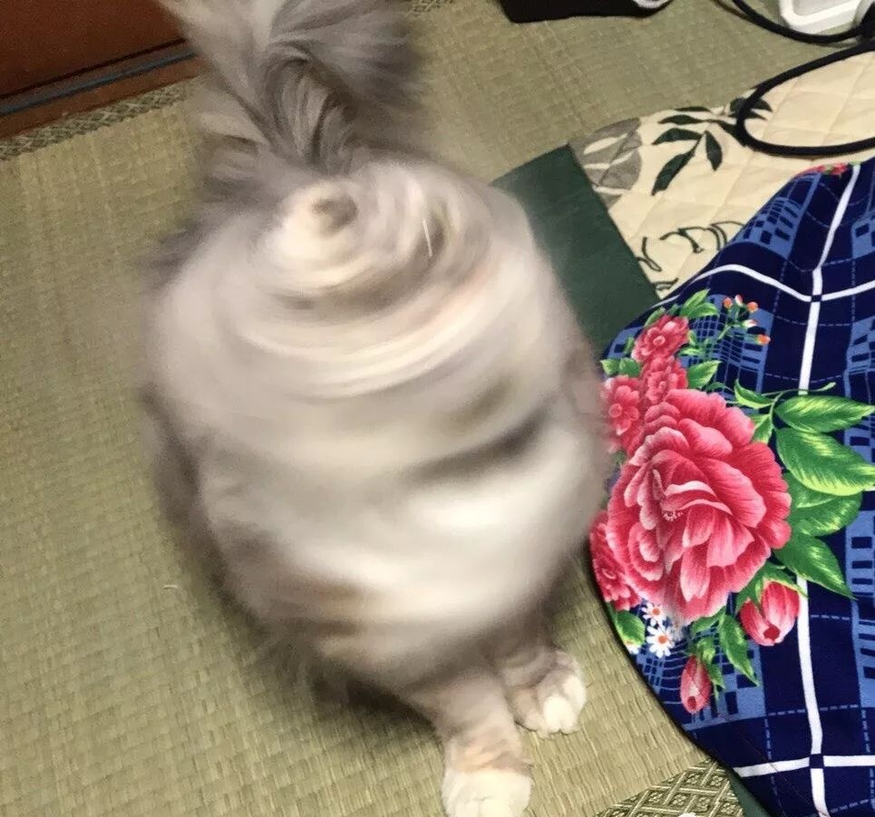 猫咪到底是什么样的猫,猫到底是个什么物种至今还是个谜