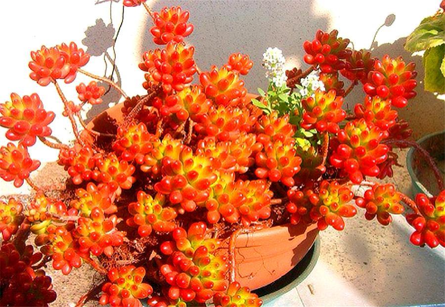 多肉虹之玉大叶,多肉虹之玉老桩