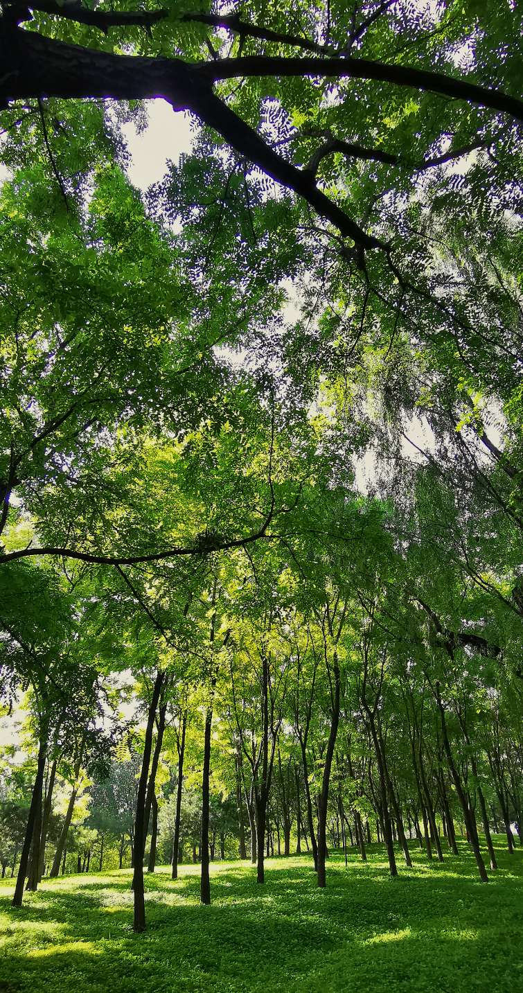 鍖椾含绉樺,鍖椾含绉樺涔嬫梾