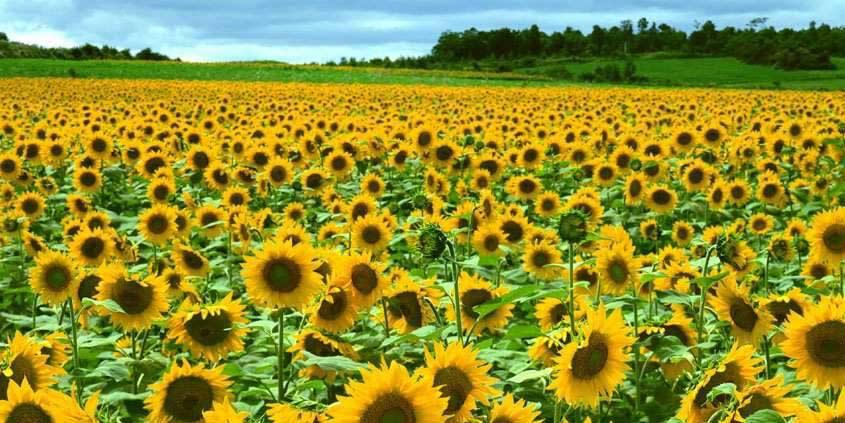 百万葵园怎么游玩才能满足,百万葵园攻略一日游图片