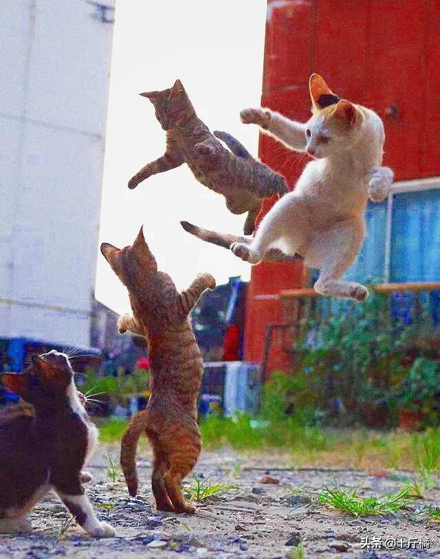 舞痴猫咪:每一个不曾起舞的日子,都是对生命的辜负!