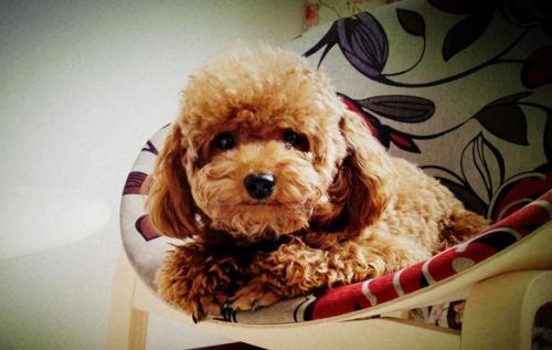 泰迪舔你除了喜欢你，还有这6种隐藏含义，你知道吗？