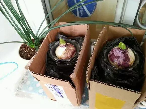 风信子开完花后一直在土里可以吗,开过花的风信子种球怎样处理