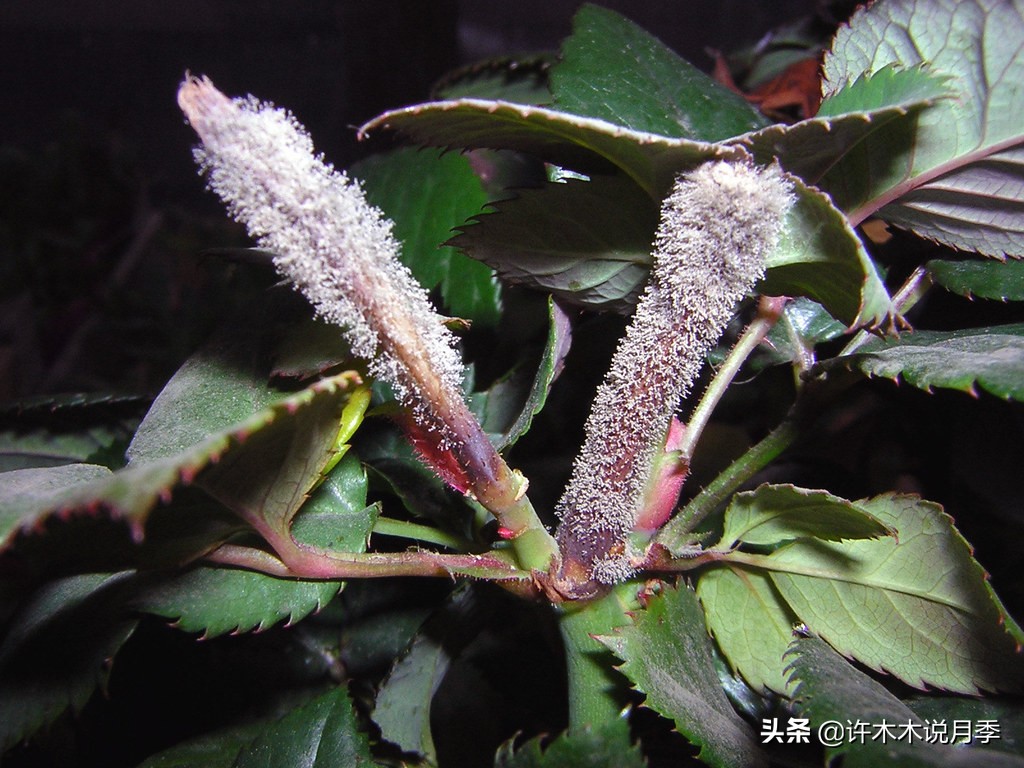 月季病害通用药,月季病害的必备药物