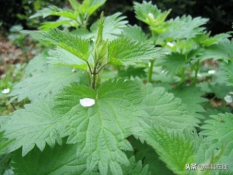 农村身边常见中草药不要错过这些宝贝！