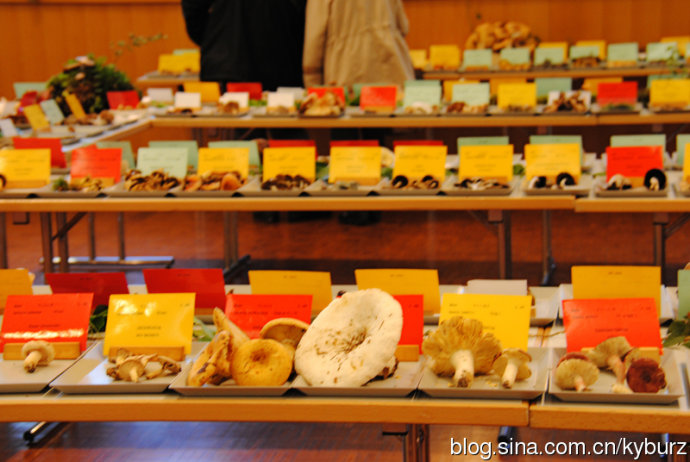 外国人爱吃的蘑菇,外国人吃巧克力蘑菇饼干