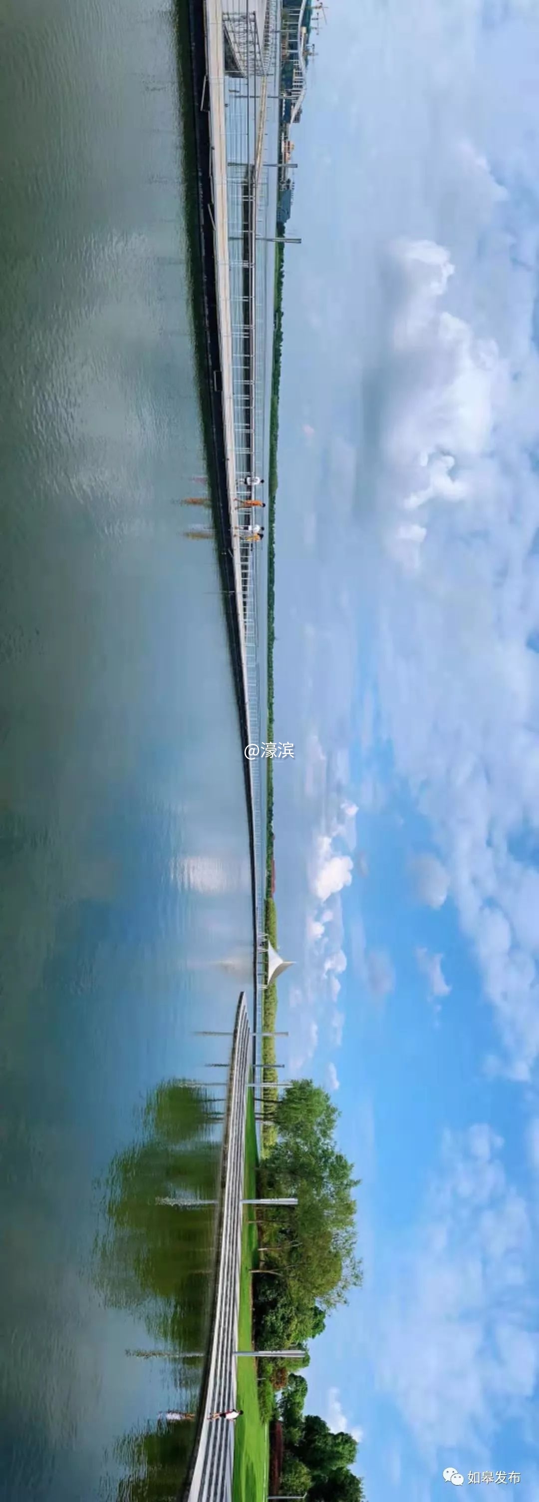 什么是如皋蝶尾,如皋的特点