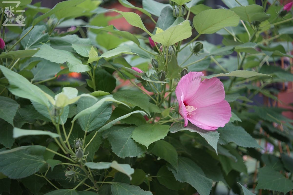 适合索尼a7m4的50定焦镜头测评,索尼a7m4镜头24-105f4测评