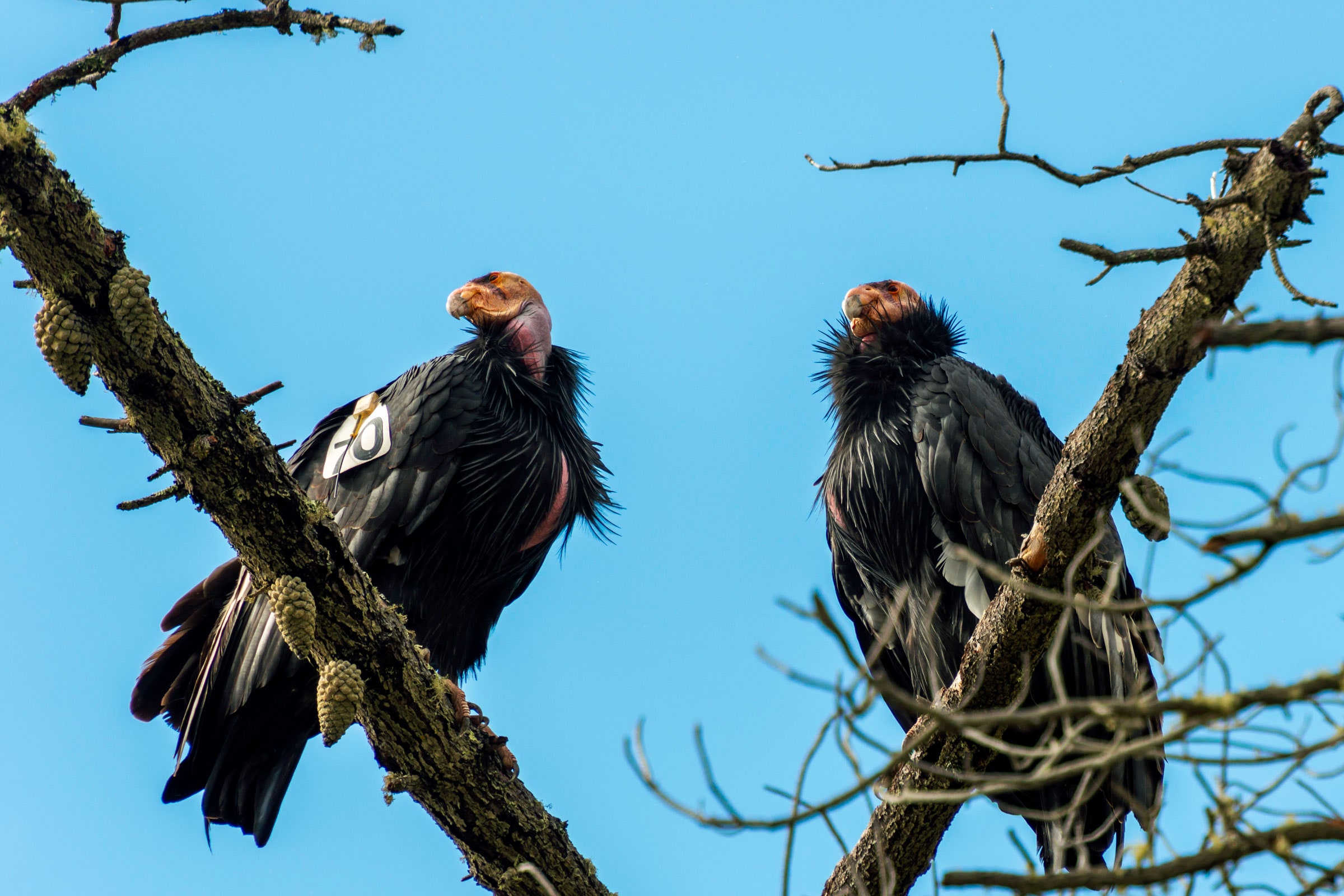 世界上最丑的鸟类有啥,世界最丑的鸟