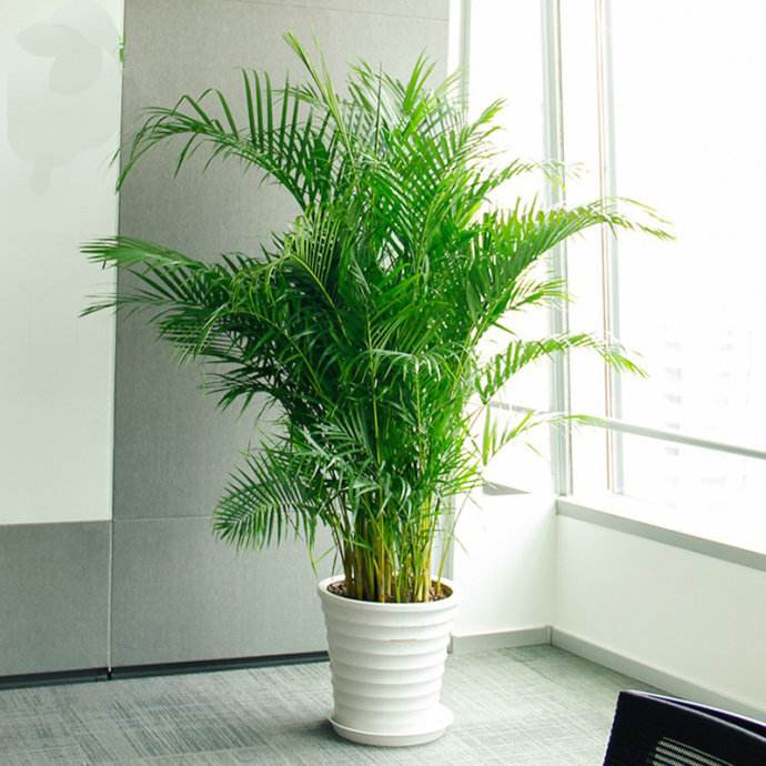 养花新手都可以养爆盆的室内植物,适合室内水养养不死的大型绿植