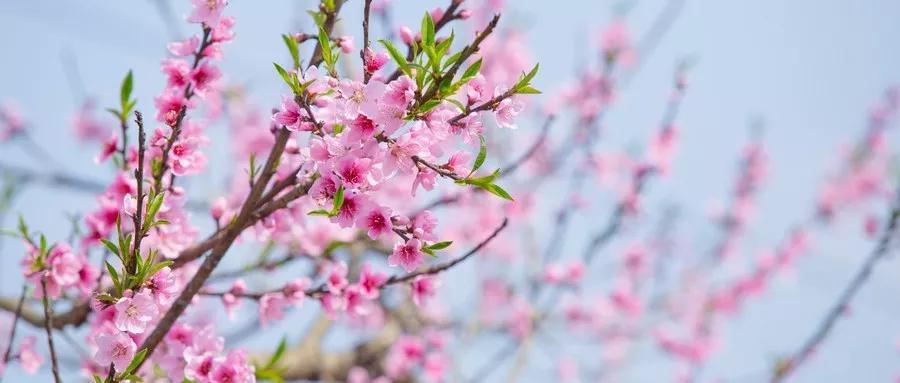 最简单的风花雪月春夏秋冬的古诗,关于风花雪月的古诗大全100首