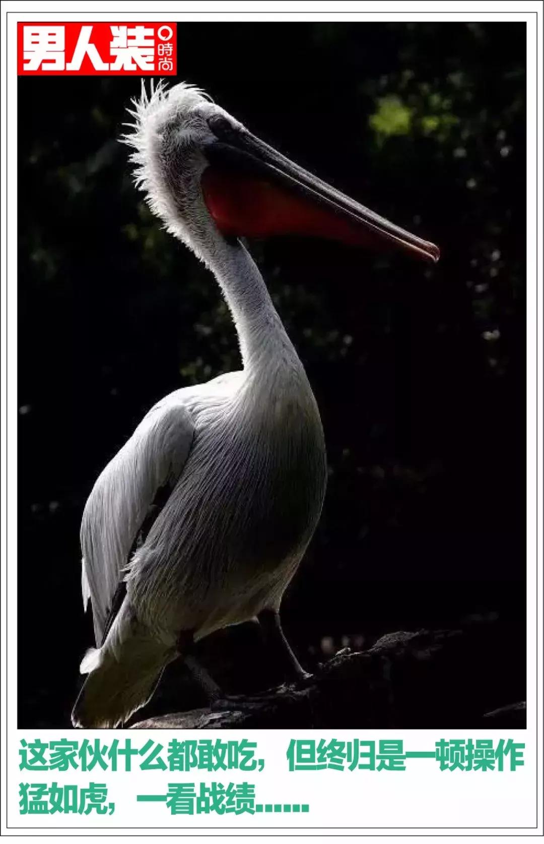 鸟界广东人，没什么是它不敢吃的……