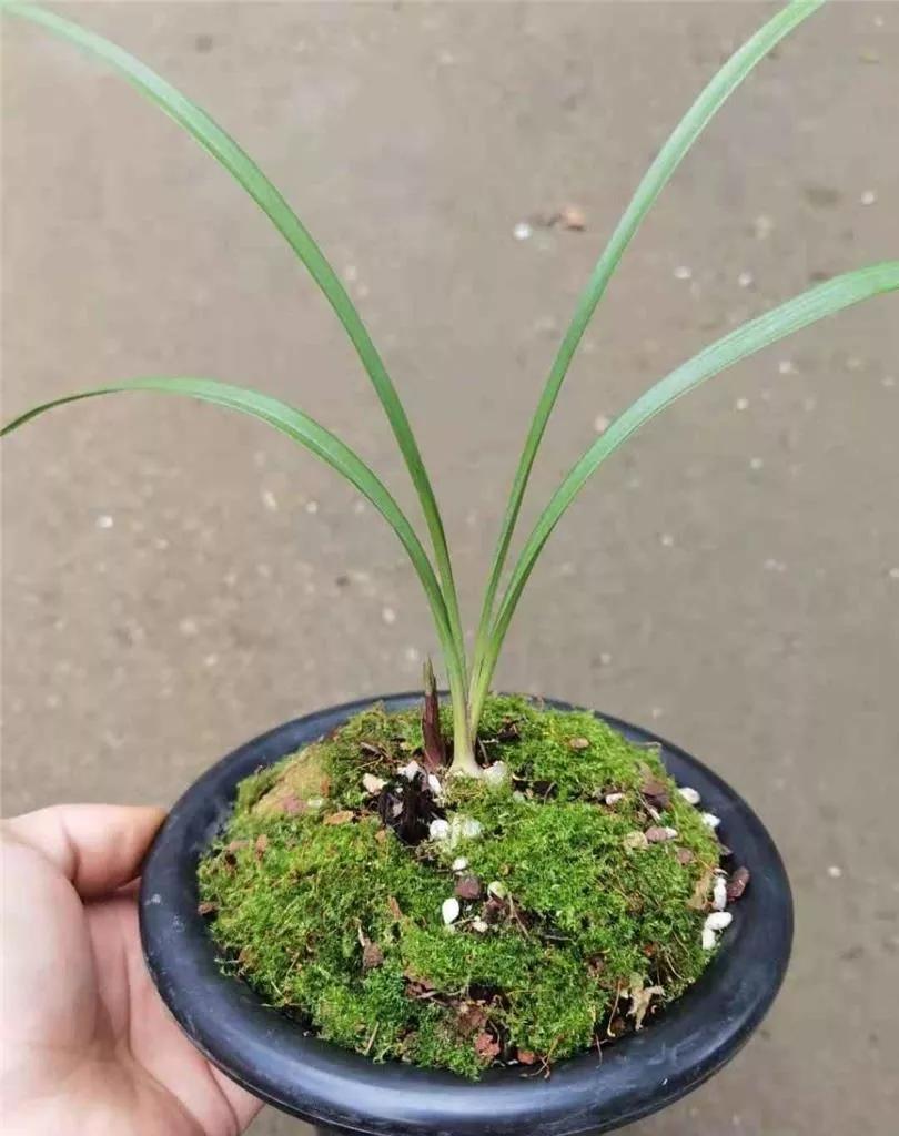 贵州早年下山的一颗血红花春兰，曾千金难买一苗