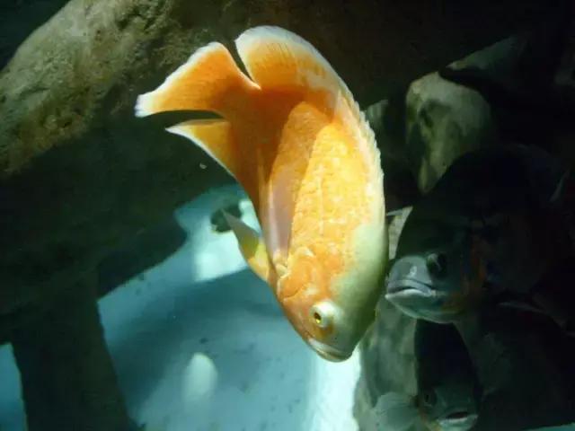 会咬鱼的观赏鱼,观赏鱼哪些不会咬人