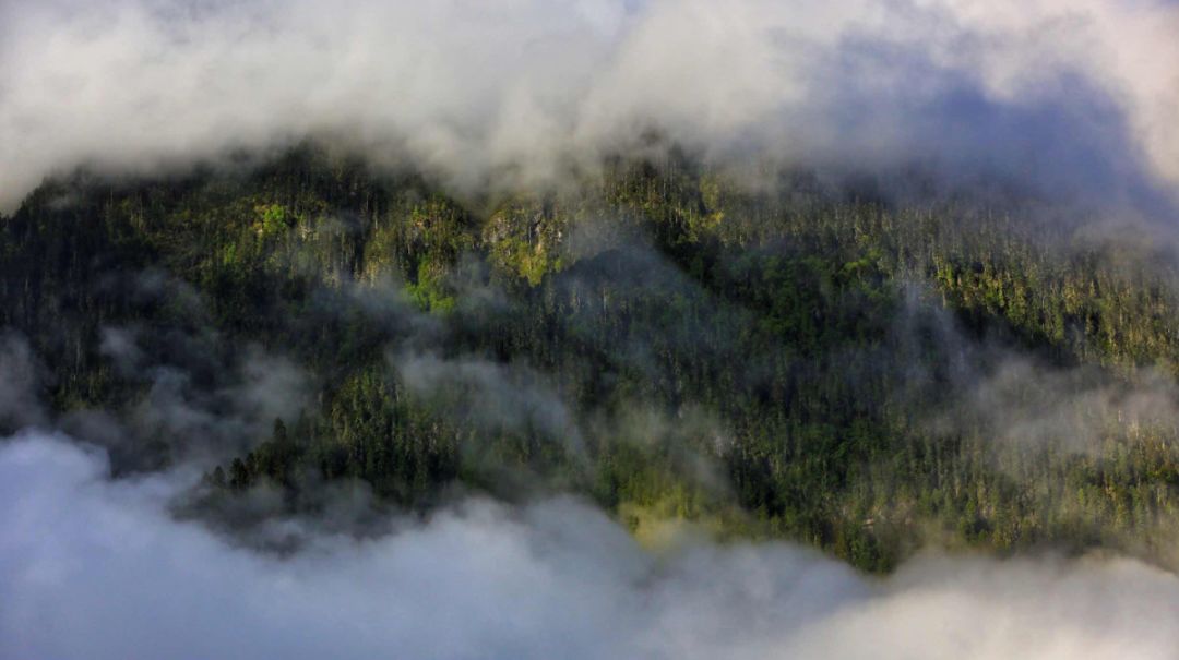 有一种风情叫江南烟雨,波密西藏江南