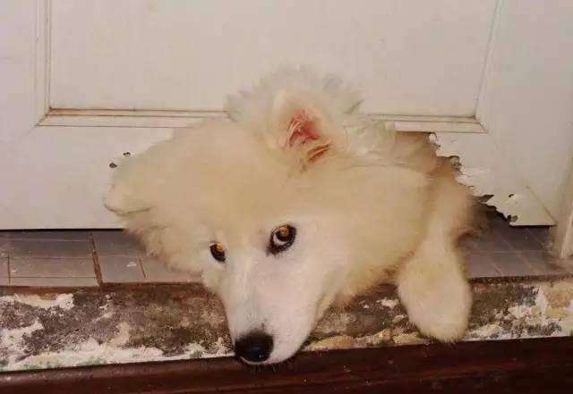 雪橇三傻之萨摩耶黑色,雪橇三傻之一萨摩耶犬