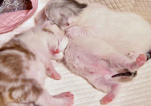 新生乳猫喂养,新生奶猫怎么照顾