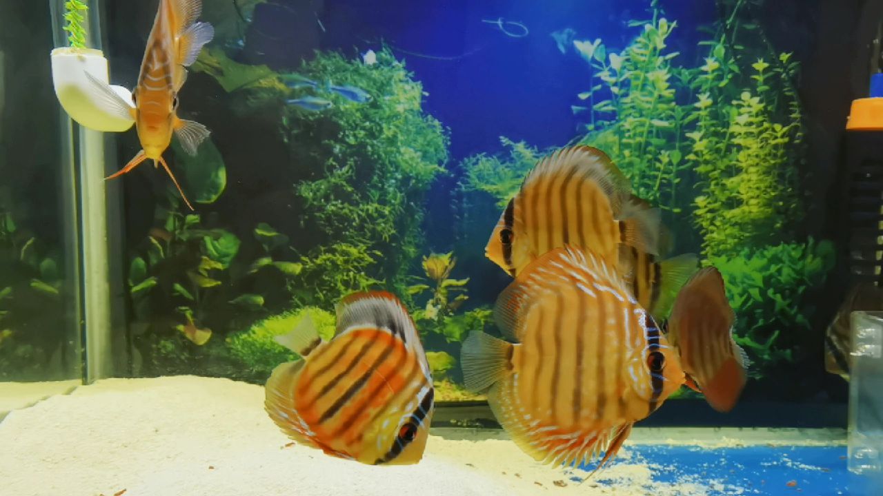 七彩神仙鱼不出彩,养鱼养七彩神仙