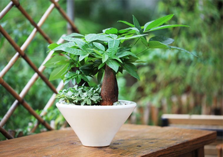 小飞虫太多如何驱赶,家里边全部都是小飞虫拿什么治呢