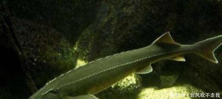 长江鱼王品种大全,长江鱼王完整版