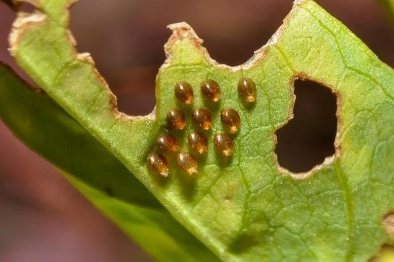 我就说网友拍到的金黄色类卵小粒状物是缘蝽卵，不信可以听我解释
