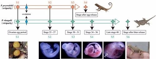 福寿螺和田螺都是卵生的吗,为什么田螺是胎生而福寿螺是卵生