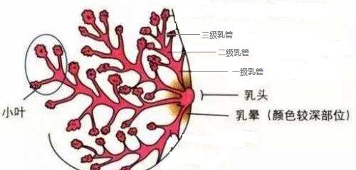 出现乳头血性溢液该怎么办？听听乳腺外科医生的建议